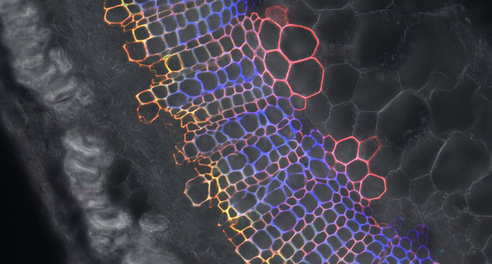 Coupe de racine de lin, marquée par la stratégie de "BLISS" observée en microscopie confocale.