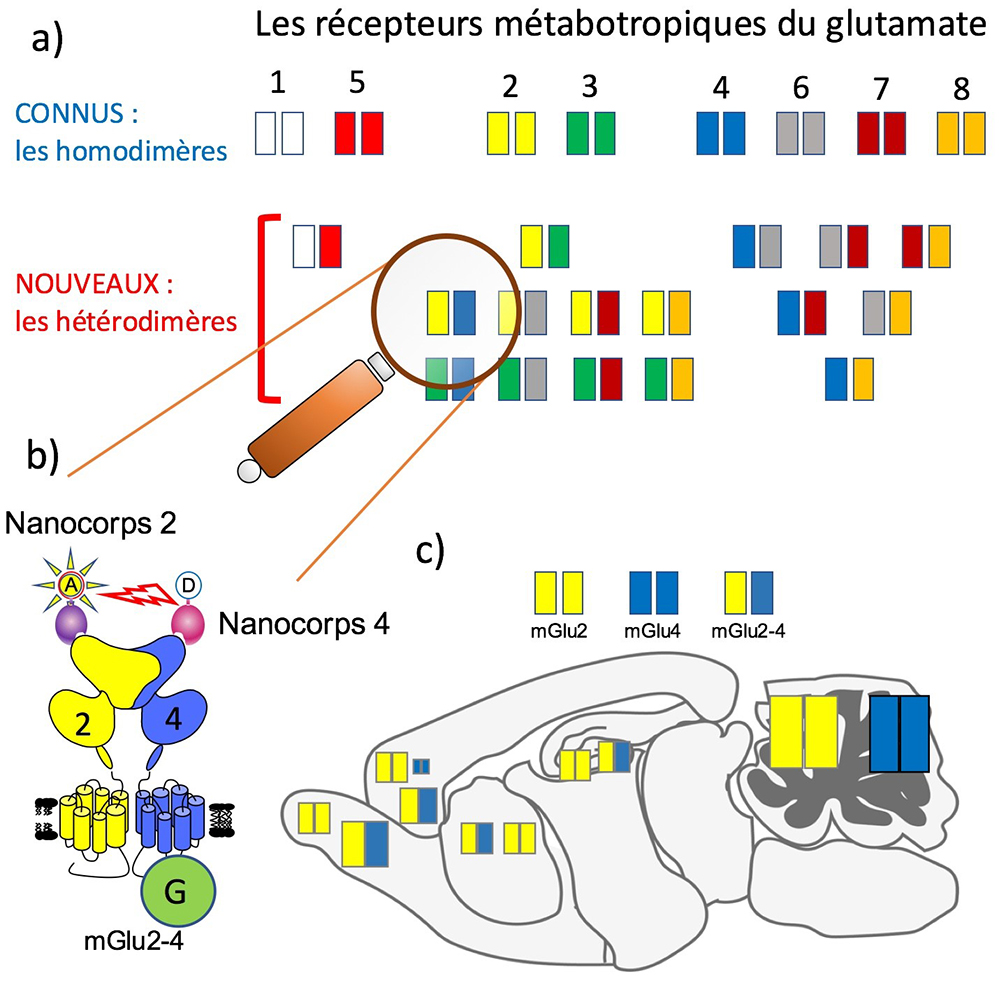 De nouveaux récepteurs du glutamate dans le cerveau