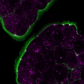 Discovering the Mature Adherent Zonula: A Breakthrough in Understanding Epithelial Cell Adhesion and Mechanics