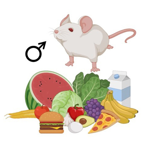 In mice, a father’s diet determines the behavior of his offspring.