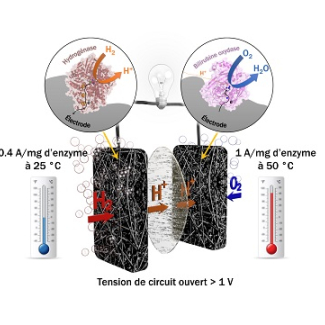 Electricity production : when enzymes rival platinum