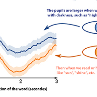 What the pupils tells us about language