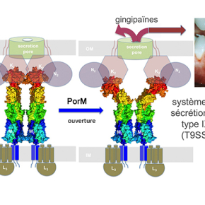 Premier aperçu structural du système de sécrétion bactérien de type IX
