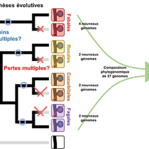 La symbiose fixatrice d’azote : ce que nous apprend le séquençage des génomes