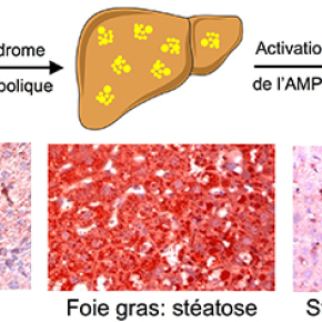Une Cible Thérapeutique Dans La Surcharge Lipidique Du Foie ? | CNRS ...