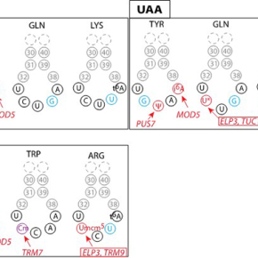 Modifications des ARNt : les petites infidélités au code génétique